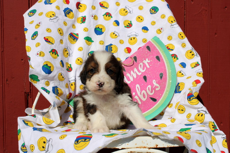 puppy, for, sale, Mini Bernedoodle F2, Matthew B. Stoltzfus, dog, breeder, Gap, PA, dog-breeder, puppy-for-sale, forsale, nearby, find, puppyfind, locator, puppylocator, aca